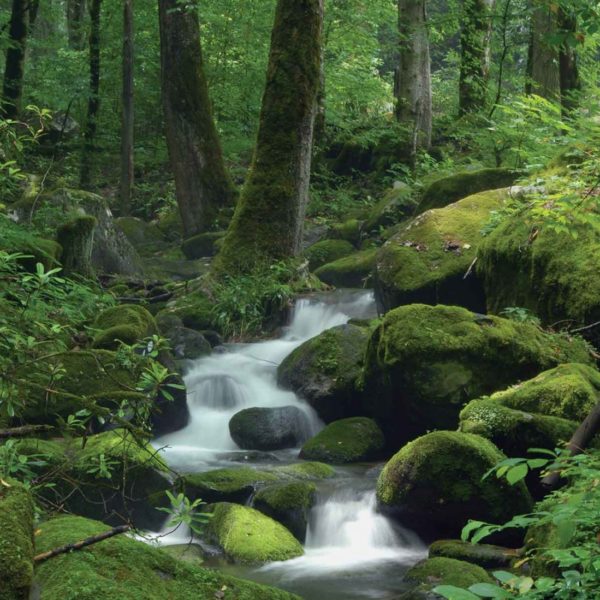 163P4___forest_rocks_cascade_waterfall_vodopad_suma_drvece_priroda