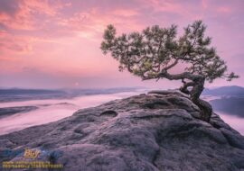 254x184 Nature (Mountain Peak Lonely Tree) - Planinski vrh - Planina -  - 3D fototapeta zidni mural foto tapeta