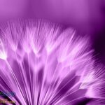 257P8 purple dandelion