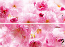 wm012p4-2 roza ruze roze cvece na zidu 3d fototapeta foto tapet tapeta zidni mural 254x184 Pattern (Rose Roses In Bloom) - Cveće - Roze ruže - 3D fototapeta zidni mural foto tapeta