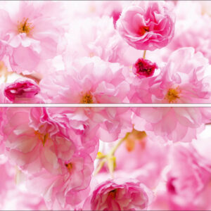 wm012p4-2 roza ruze roze cvece na zidu 3d fototapeta foto tapet tapeta zidni mural 254x184 Pattern (Rose Roses In Bloom) - Cveće - Roze ruže - 3D fototapeta zidni mural foto tapeta