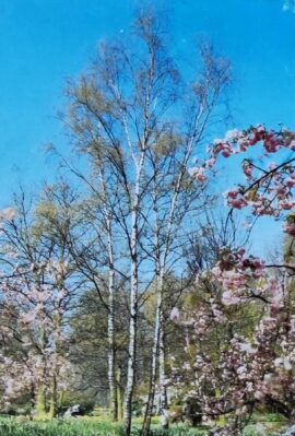 fototapet 3d tapete priroda breze cvece novi sad 190x272 Nature (Birch Trees) - Priroda - Breze - Šuma - Fototapete 3D foto tapeta zidni mural