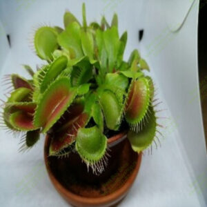 foto box sa ugradjenom led rasvetom fotografisanje biljki