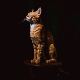 Crna pozadina za foto studio 2x1m